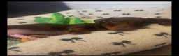 Miniature Dachshund dogs for sale: Melissa  - Advert 2