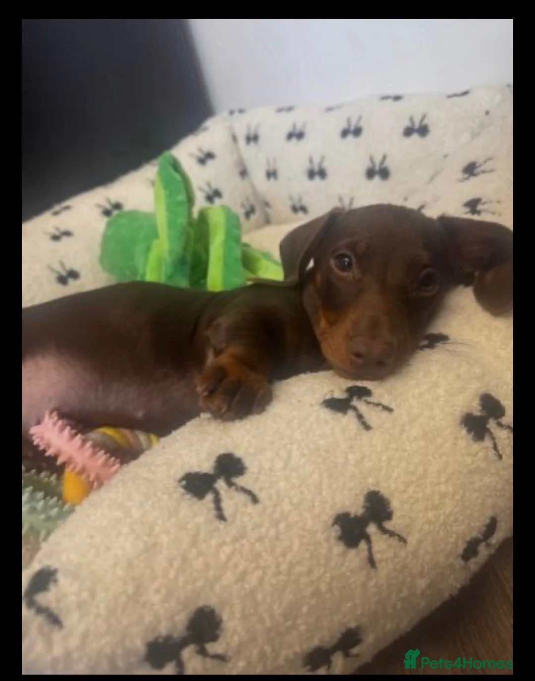 Miniature Dachshund dogs for sale: Melissa  - Advert 2