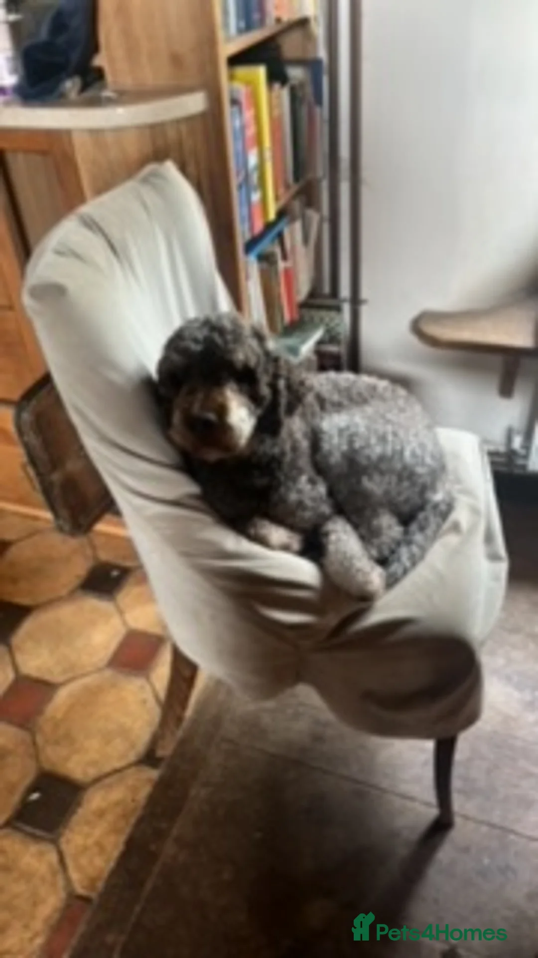 Lagotto Romagnolo dogs for sale: GIGLI KENNEL NAME EMO DELLA CASCINETTA - Advert 2