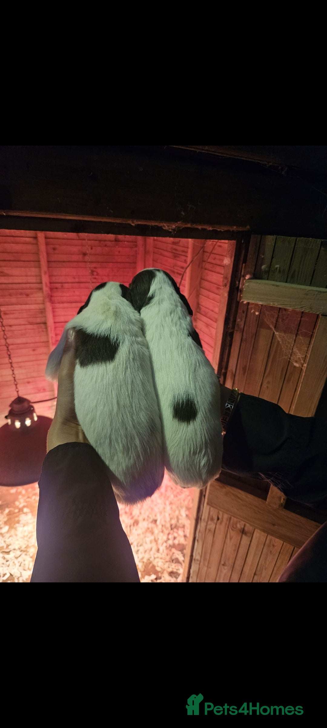 English Springer Spaniel dogs for sale: English springer spaniel pups - Advert 10