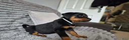 Rottweiler dogs for sale: Rottweiler Puppies Looking for Their Forever Homes - Advert 2