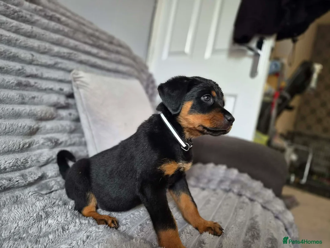 Rottweiler dogs for sale: Rottweiler Puppies Looking for Their Forever Homes - Advert 2