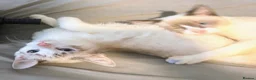 Siamese cats for sale: Beautiful Siamese kittens - Advert 5