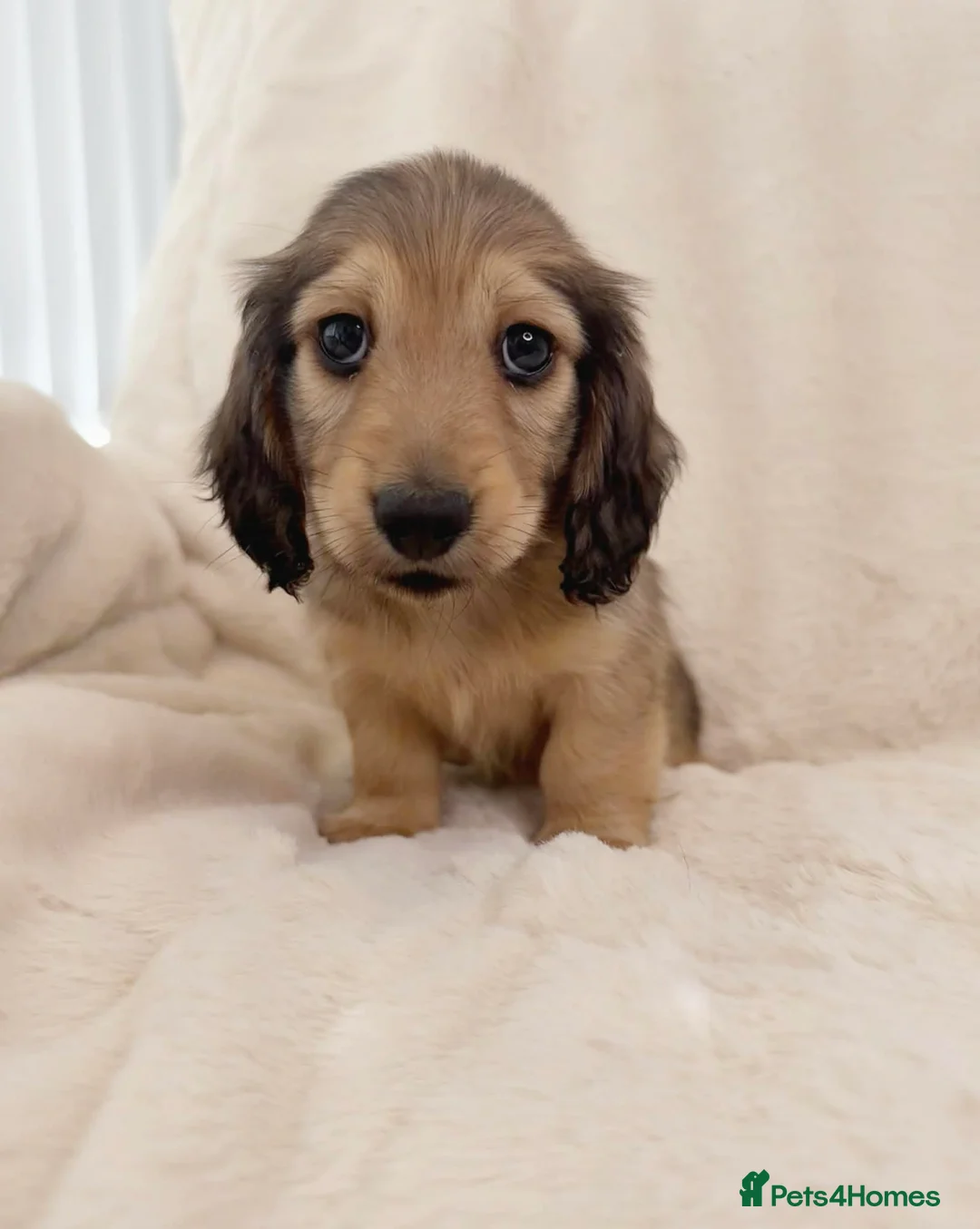 Miniature Dachshund dogs for sale: KC Cream Miniature Dachshund Puppies  - Advert 1