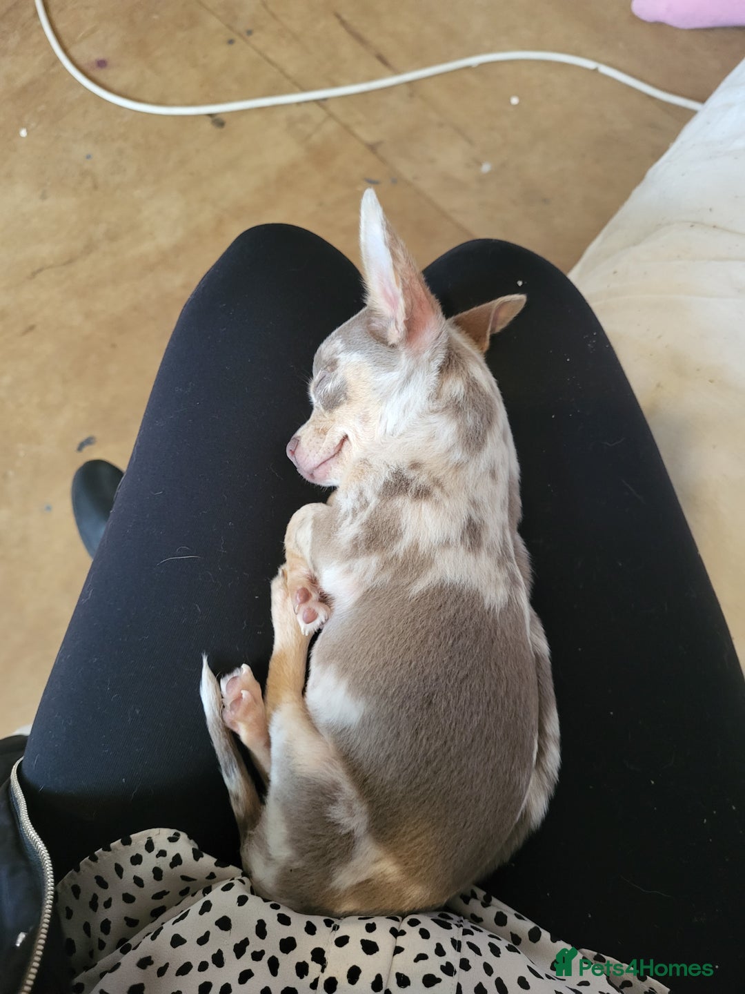 Chihuahua dogs for sale: Chiuahuah pups Lilac merl, fawn and white  - Image 9