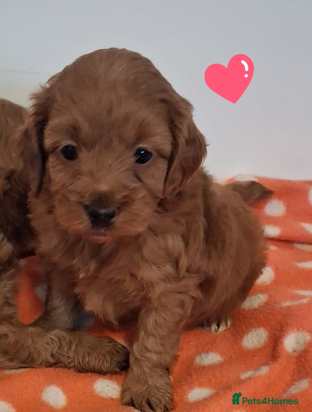 Cockapoo dogs ** ADORABLE COCKAPOO PUPPIES ** - Advert 5