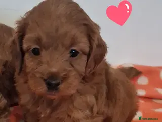Cockapoo dogs ** ADORABLE COCKAPOO PUPPIES ** - Advert 5