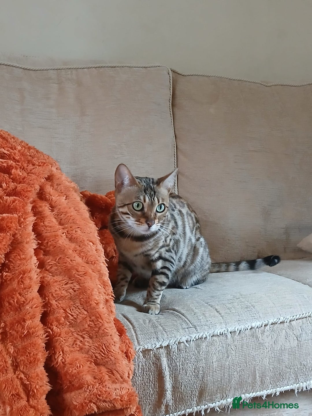 Bengal cats for sale: TICA Female Bengal HCM Tested Clear, Health-tested - Image 6