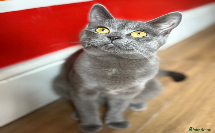 Mixed Breed cats - Advert 5