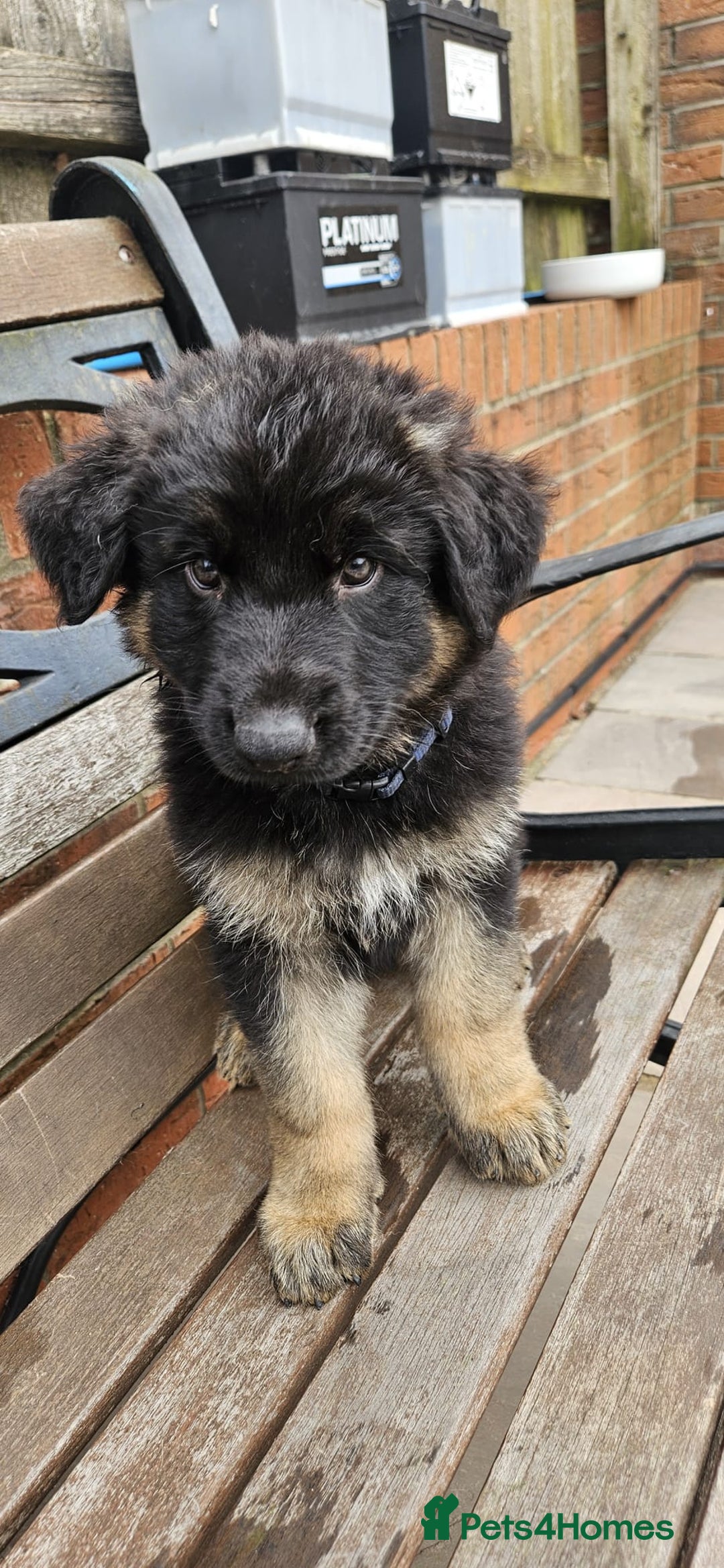 German Shepherd dogs for sale: German shepherd pups  - Image 13