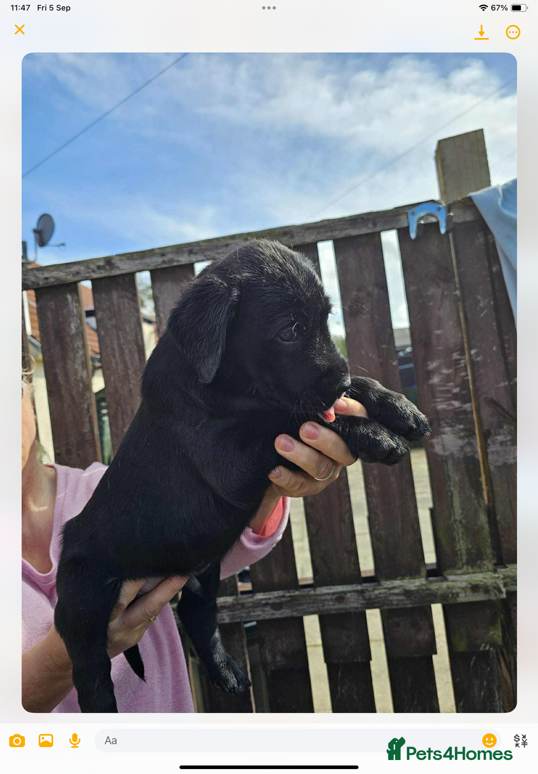 Labrador Retriever dogs for sale: KC registered Labrador puppies  - Image 2
