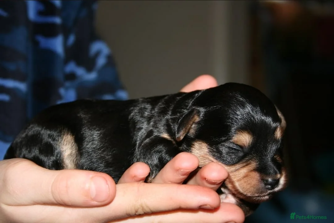 Yorkiepoo dogs for sale: Beautiful Porkies  in Steyning - Advert 6