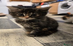 Maine Coon cats for sale:  maincoon x  - Image 5