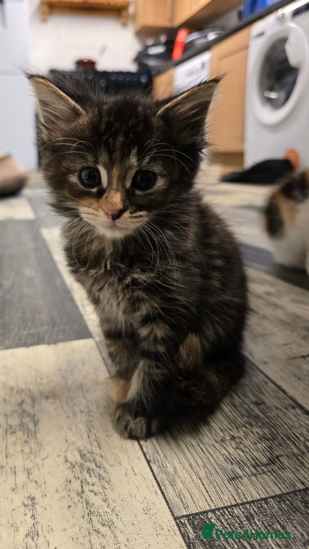 Maine Coon cats for sale:  maincoon x  - Image 5