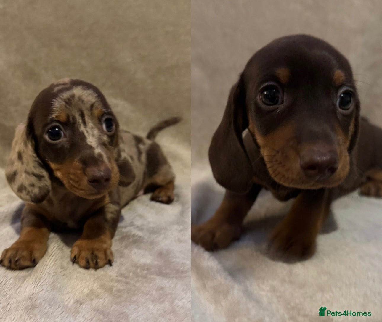 Miniature Dachshund dogs 2 x boys remaining KC Short Haired Mini Dachshund  - Advert 10