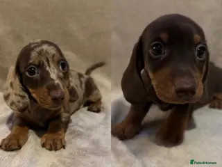 Miniature Dachshund dogs 2 x boys remaining KC Short Haired Mini Dachshund - Advert 10