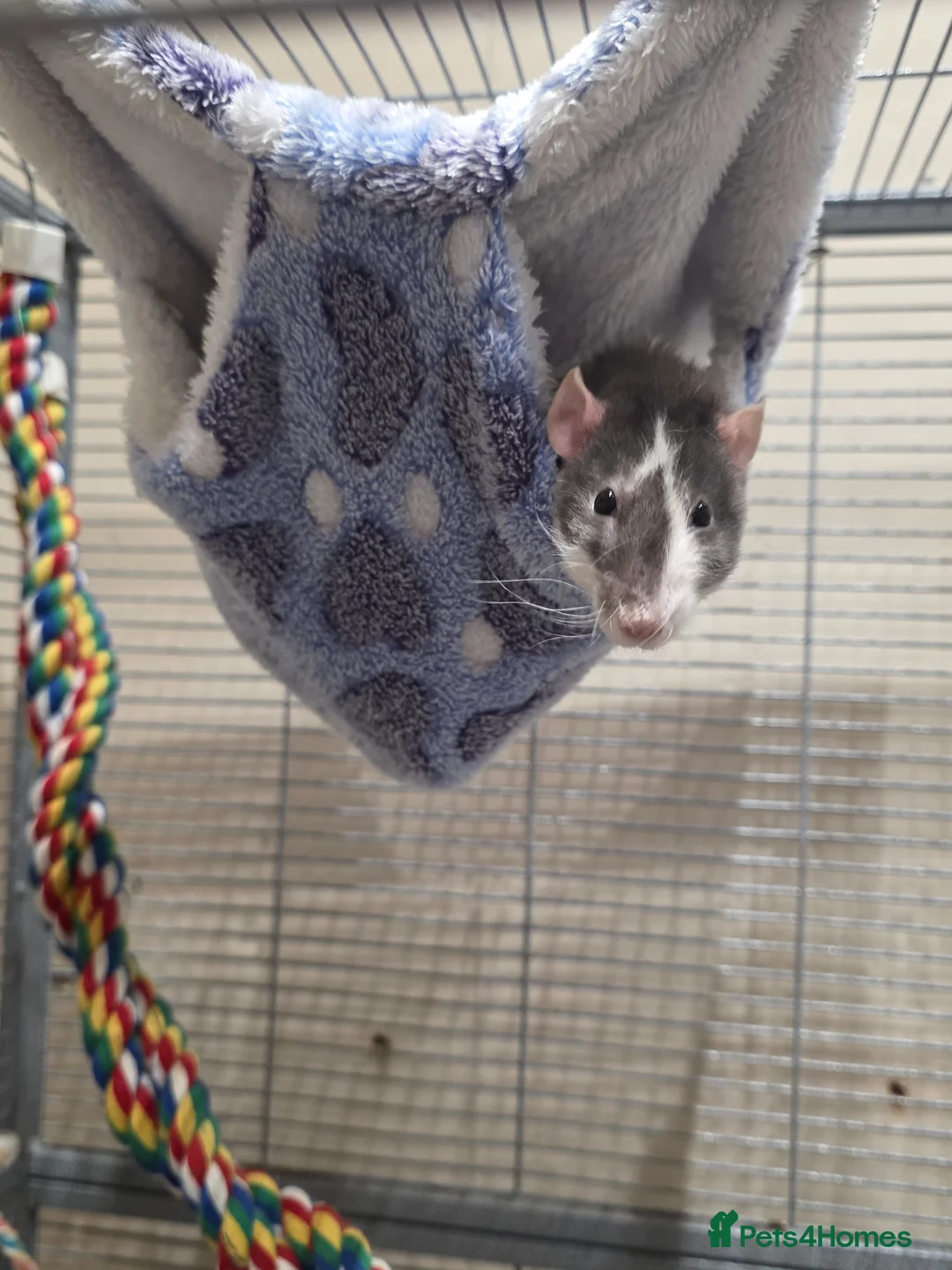 Rat rodents for sale: 2 Female Rats Free to Good Home - Advert 2