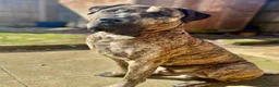 Presa Canario dogs for sale: Presa Canario male 4 yrs old - Advert 1