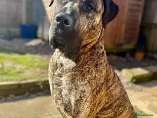 Presa Canario dogs Presa Canario male 4 yrs old - Advert 1