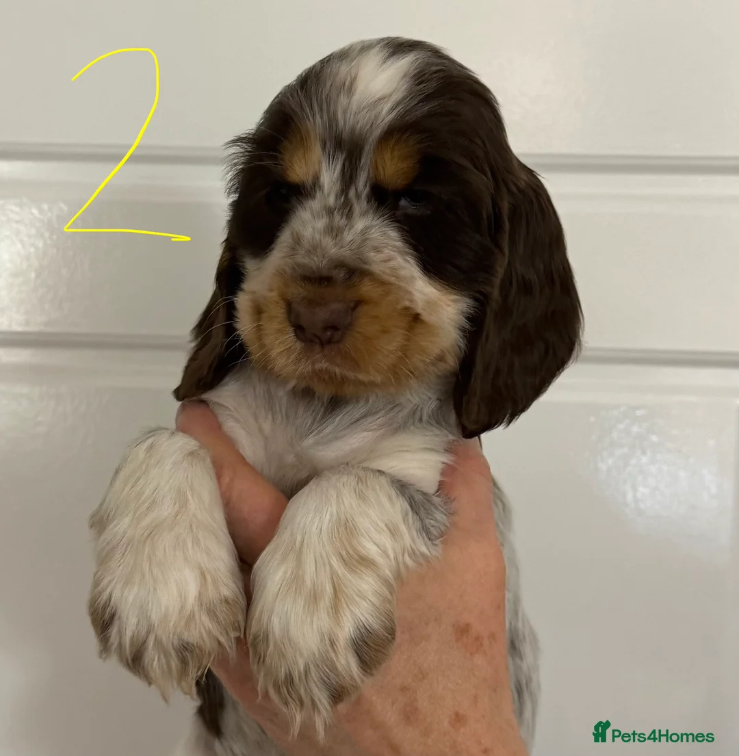Cocker Spaniel dogs for sale: KC registered puppies - ready to go next week - Advert 2