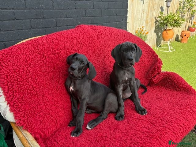Great Dane dogs Black KC registered Great Dane Pups - Advert 1