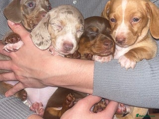 Miniature Dachshund dogs - Advert 10