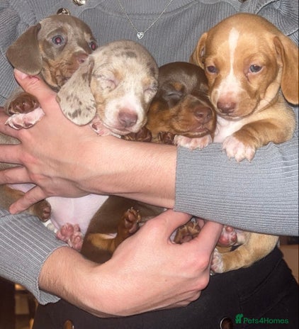 Miniature Dachshund dogs - Advert 13