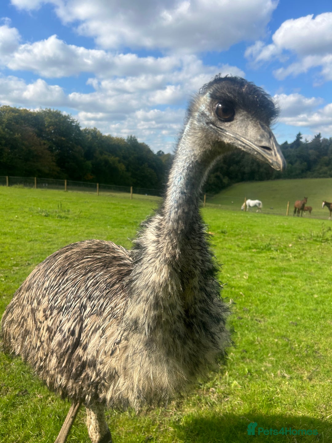 Emus poultry for sale: Trio of Unrelated Emus - Image 4