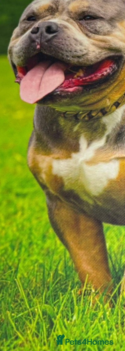 American Bully dogs Exclusive American Bully Pocket Premium Line - Advert 2