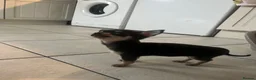 Chihuahua dogs for sale: brown and tanned full bread chihuahua puppys - Advert 17