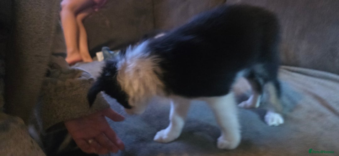 Border Collie dogs for sale: 9 border collie pups  - Image 11