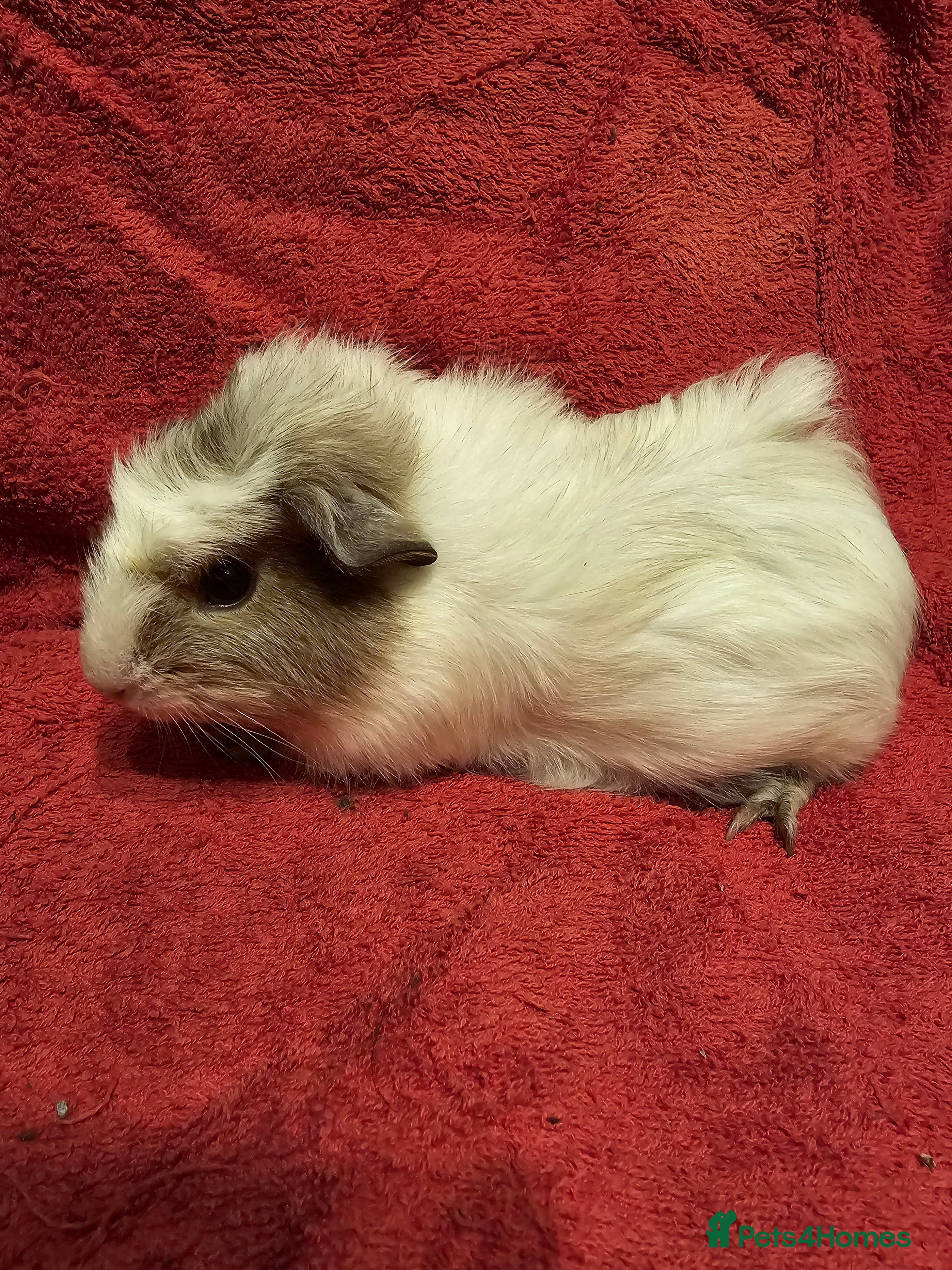 Guinea Pig rodents 2 boys looking for their forever home  - Advert 8