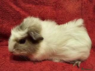 Guinea Pig rodents for sale: 2 boys looking for their forever home - Advert 1