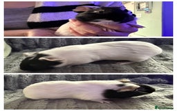 Guinea Pig rodents for sale: 💙Guinea Pigs💙 - Image 3