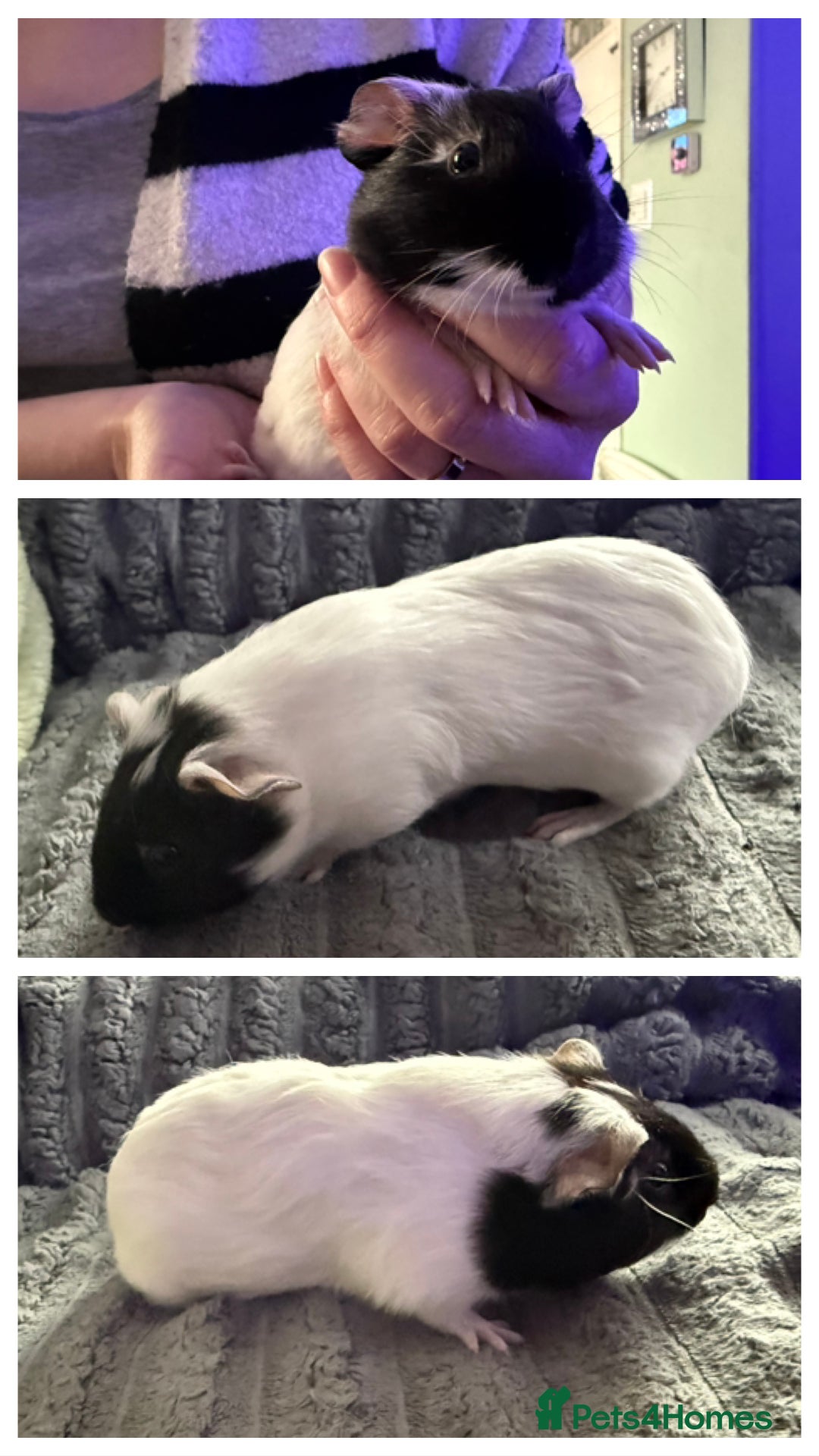 Guinea Pig rodents for sale: 💙Guinea Pigs💙 - Image 3
