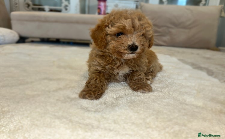 Maltipoo dogs - Advert 4