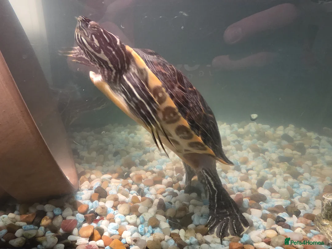 Turtle reptiles for sale: Turtle are free, set for sale. - Advert 7