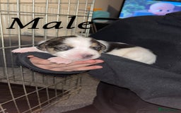 Mixed Breed dogs for sale: 6 spaniel, beagle, jack Russell cross for sale  - Image 1