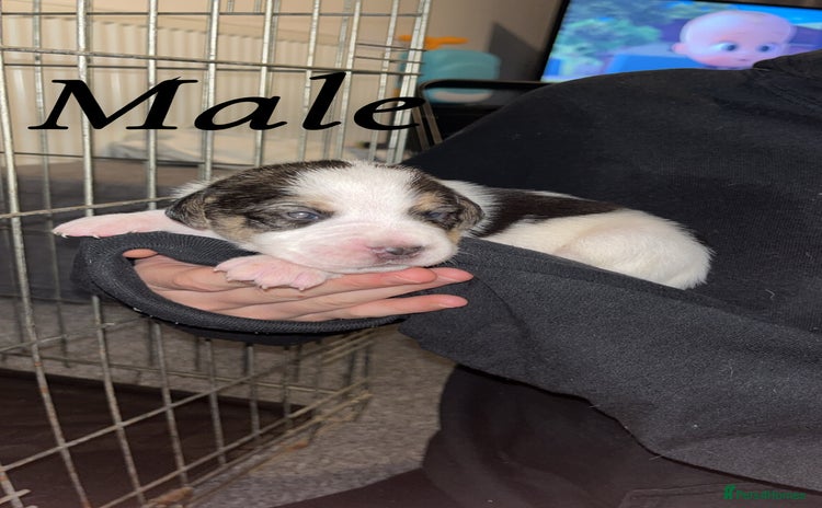 Mixed Breed dogs - Advert 1