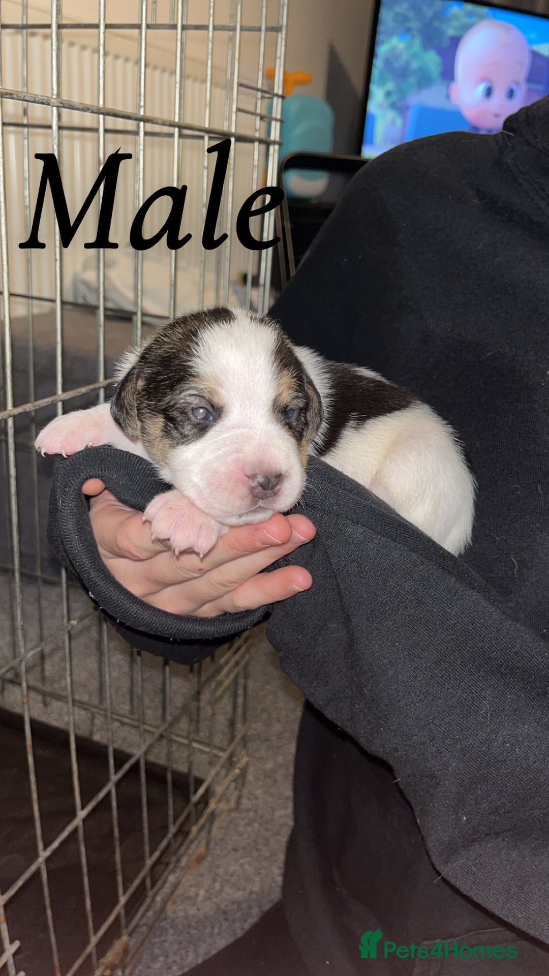 Mixed Breed dogs for sale: 6 spaniel, beagle, jack Russell cross for sale  - Image 1