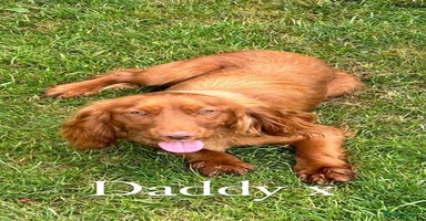 Cocker Spaniel dogs - Advert 1