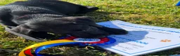 Labrador Retriever dogs for sale: Beautiful Labrador puppies in Bideford - Advert 8