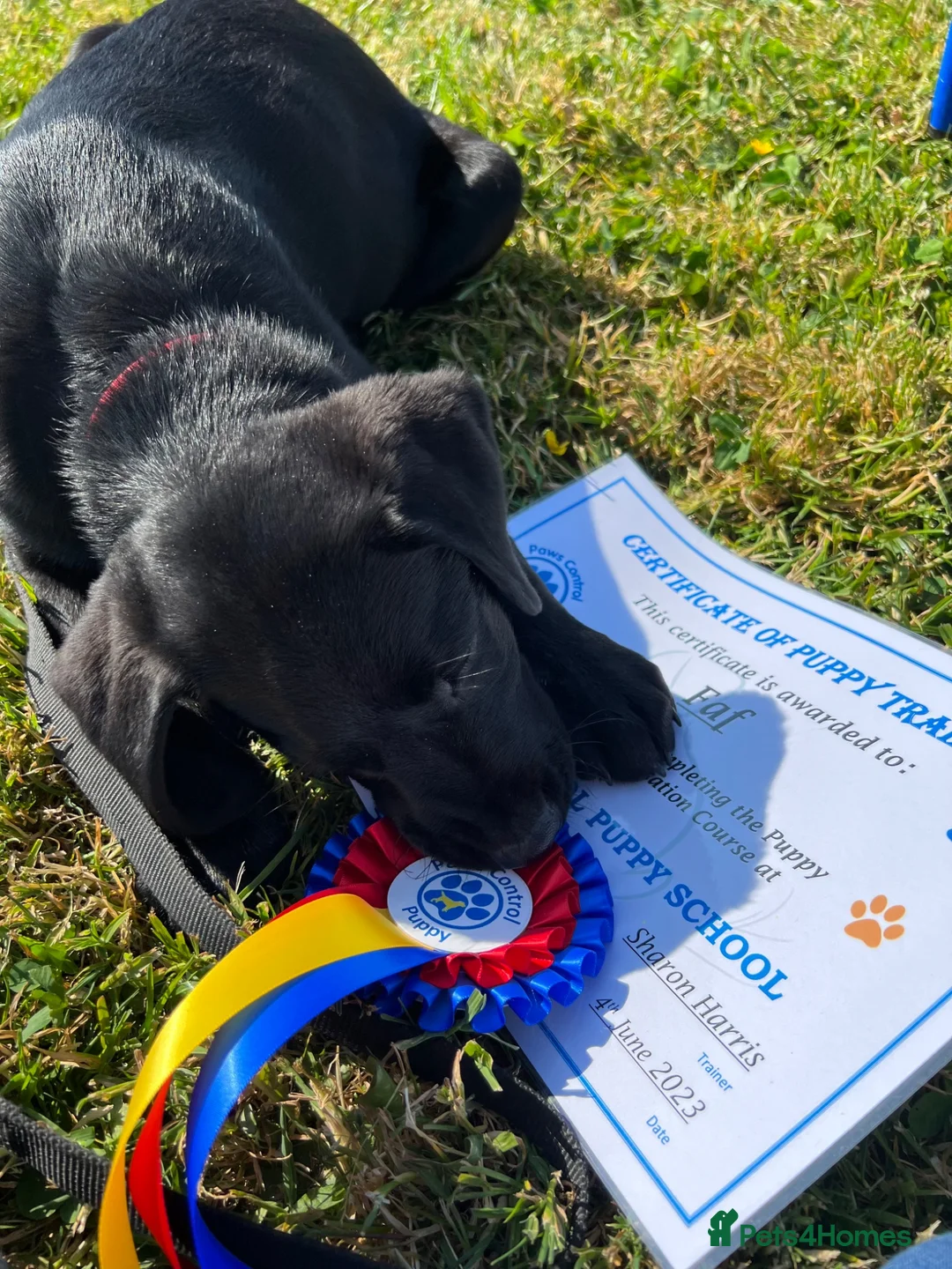 Labrador Retriever dogs for sale: Beautiful Labrador puppies in Bideford - Advert 8