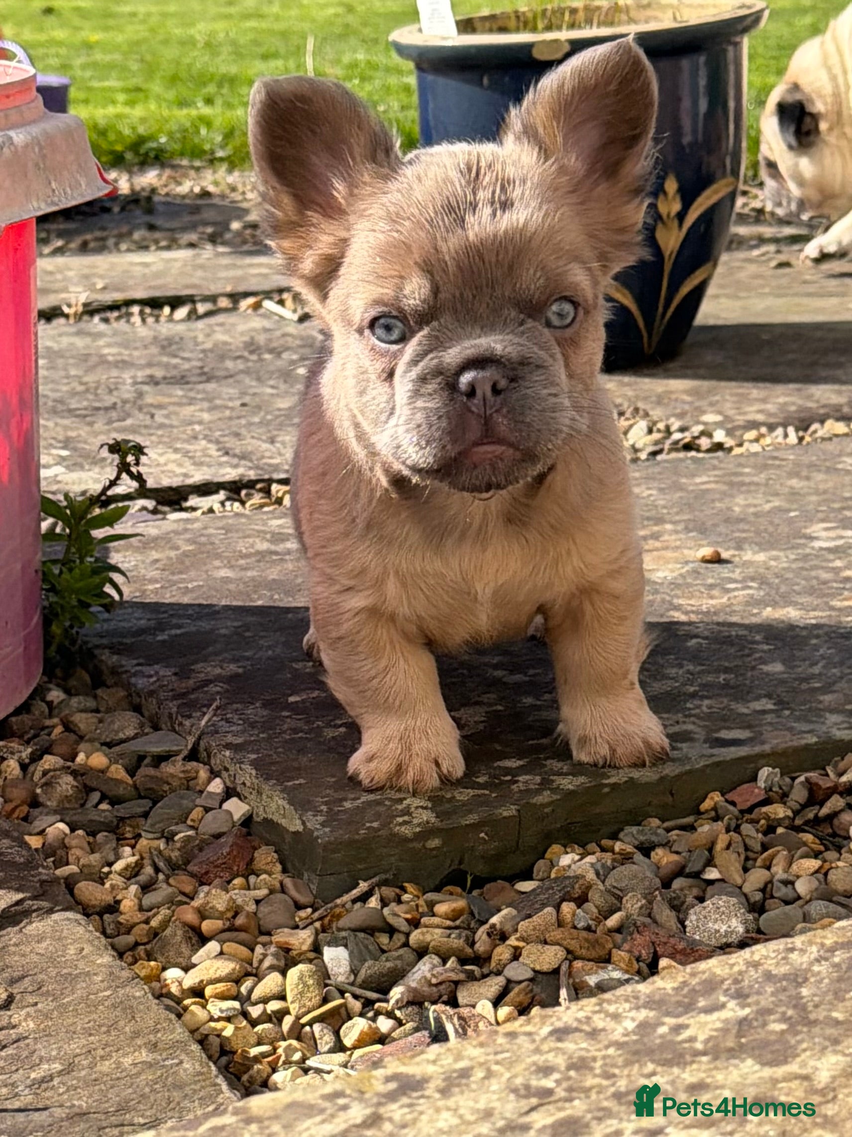 French Bulldog dogs 2 gorgeous French bulldog puppies  - Advert 10