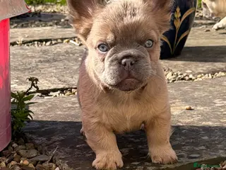 French Bulldog dogs 2 gorgeous French bulldog puppies - Advert 10