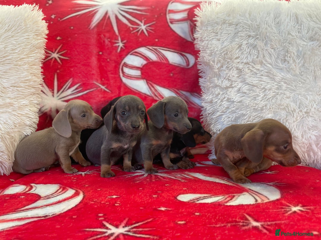 Dachshund dogs for sale: Beautiful Dachunds ready from 23rd December  - Advert 10