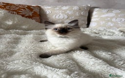 Ragdoll cats for sale: GCCF registered Ragdoll kittens - Image 12