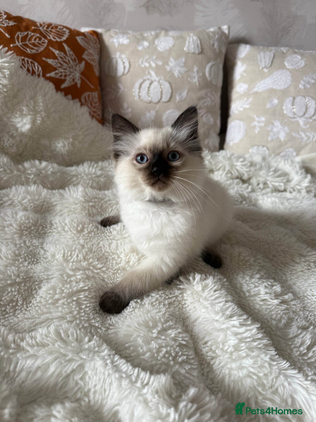 Ragdoll cats for sale: GCCF registered Ragdoll kittens - Image 12