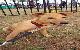 Mixed Breed dogs for adoption: Jimmy is looking for an amazing home - Image 11