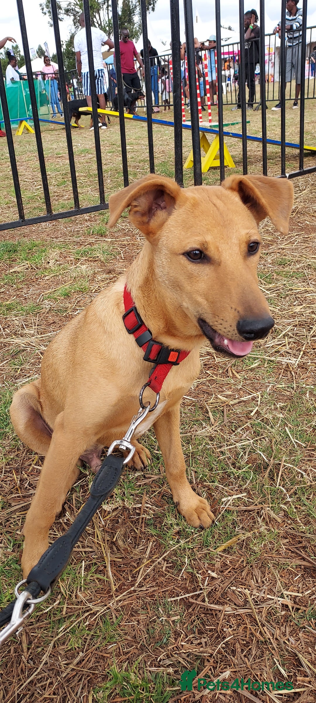 Mixed Breed dogs for adoption: Jimmy is looking for an amazing home - Image 11